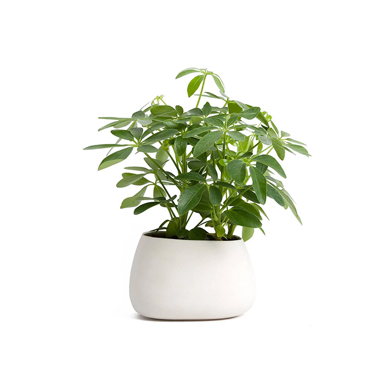 শেফ্লেরা আর্বোরিকোলা