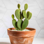 বানি ইয়ার ক্যাকটাস (Bunny Ear Cactus)