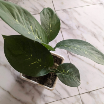 ডিফেনবাকিয়া - ডাম্ব কেন (Dieffenbachia)