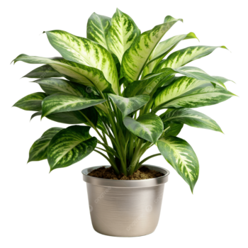 অ্যাগলোনিমা সিলভার কুইন (Aglaonema Silver Queen)