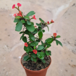 ইউফোরবিয়া মিলি - কাঁটামুকুট (Crown of Thorns)