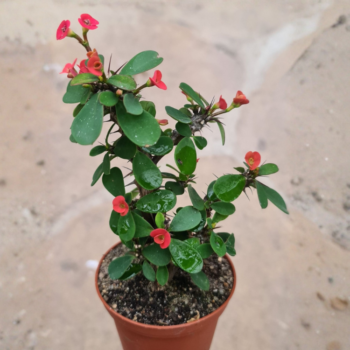 ইউফোরবিয়া মিলি - কাঁটামুকুট (Crown of Thorns)