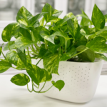 গোল্ডেন পথোস - মানিপ্ল্যান্ট (Golden Pothos)