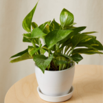 Golden Pothos