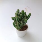 ফেয়ারি ক্যাসেল ক্যাকটাস (Fairy Castle Cactus)