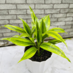 ড্রাসেনা রিফ্লেক্সা - 'সং অফ ইন্ডিয়া' (Dracaena Reflexa - Song of India)