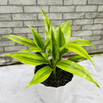 ড্রাসেনা রিফ্লেক্সা - 'সং অফ ইন্ডিয়া' (Dracaena Reflexa - Song of India)
