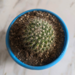 ম্যামিলারিয়া ক্যাকটাস (Mammillaria Cactus)
